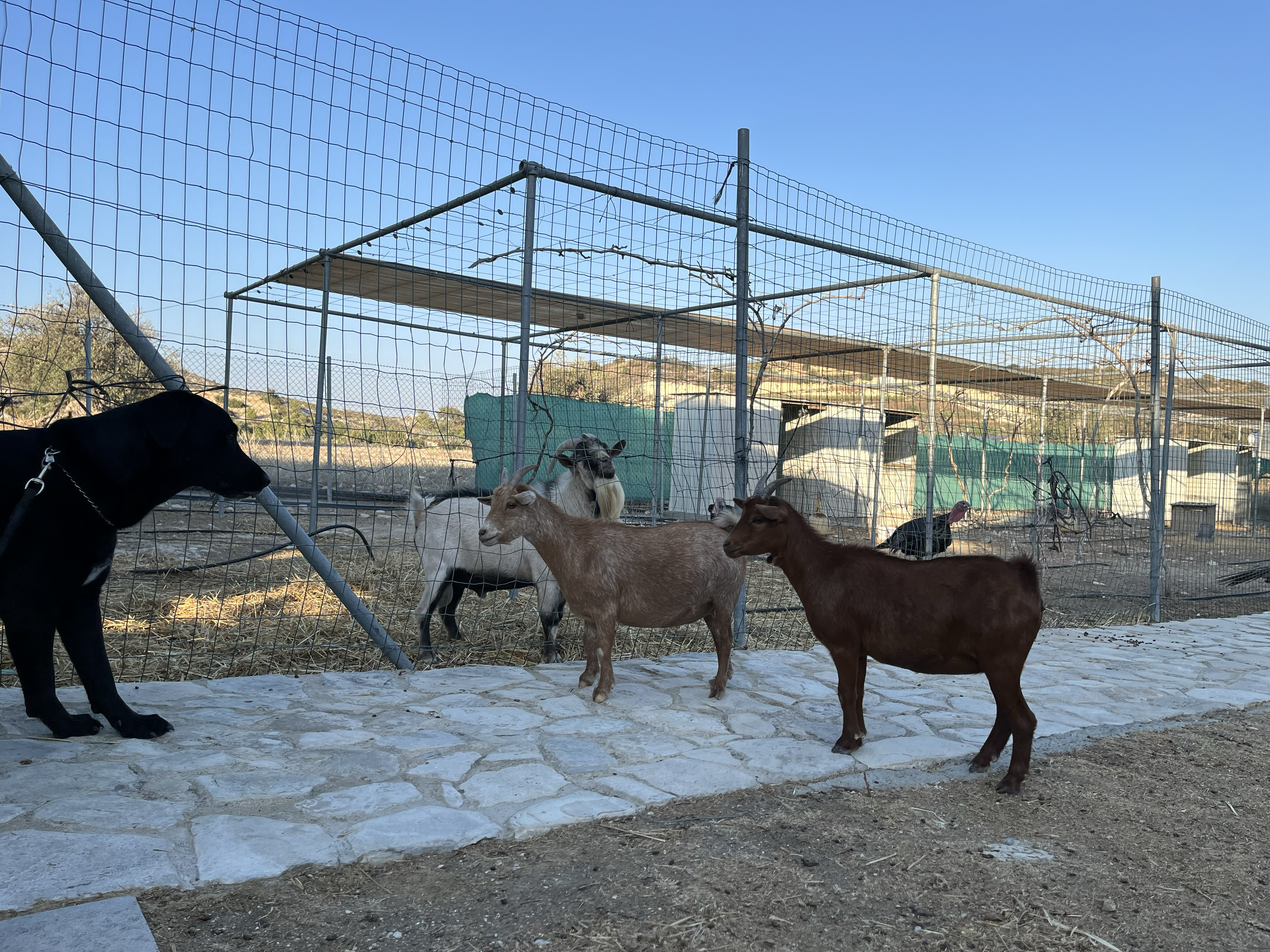 Rolex at the goat fence, observant diplomat of land